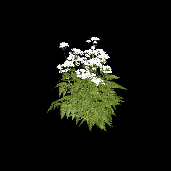 Cow Parsley