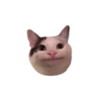 Polite cat fixed