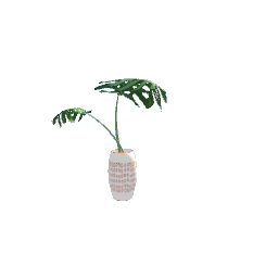 Monstera leaves in vase