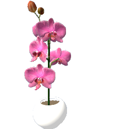 orchids