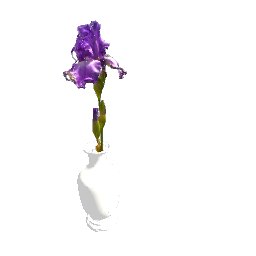 Iris plant in vase