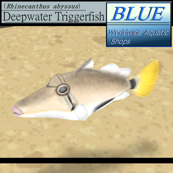 BLUE - Deepwater Triggerfish