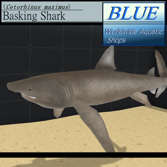 BLUE - Basking Shark