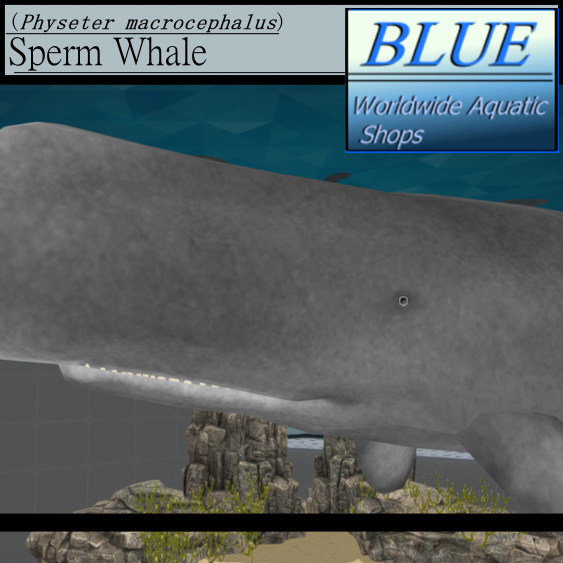BLUE - Sperm Whale