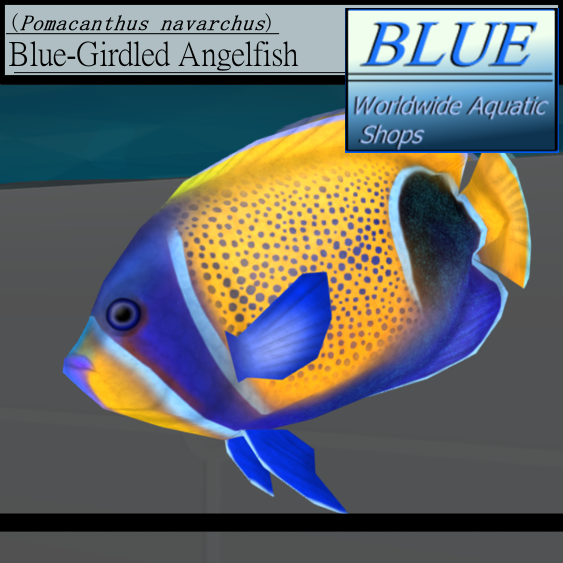 BLUE - Blue Girdled Angelfish