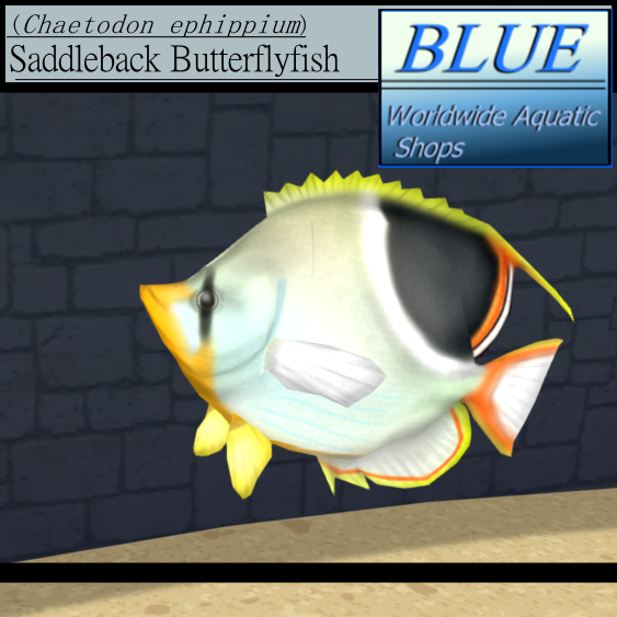 BLUE - Saddleback Butterflyfish