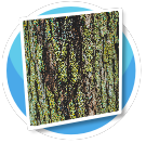 Mossy Bark Wallpaper