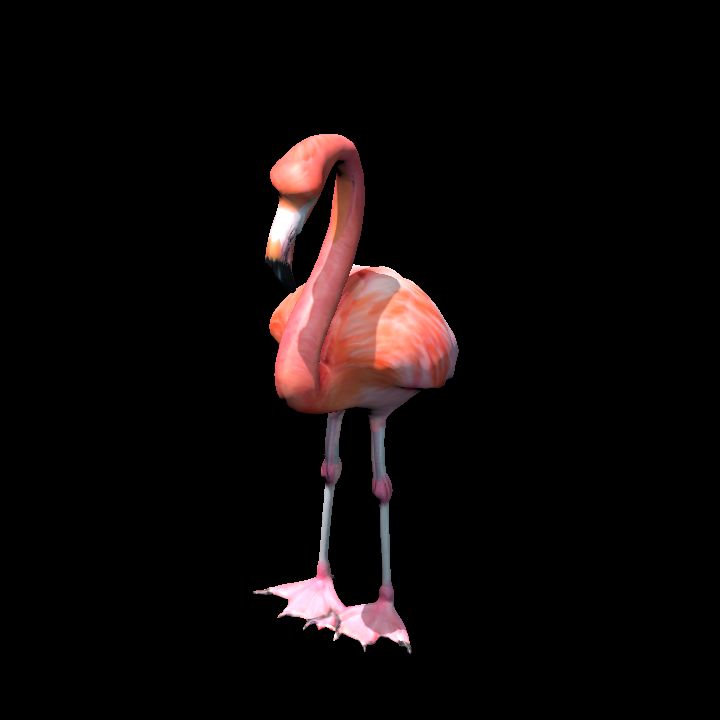 Flamingo