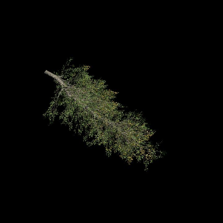 Tree Branch 120