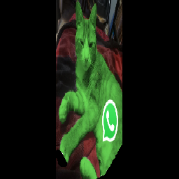 Whatsapp Cat