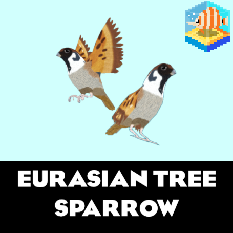 Eurasian Tree Sparrow