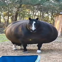my 600lb horse