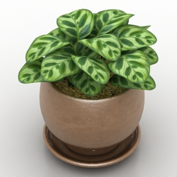 Table Plant