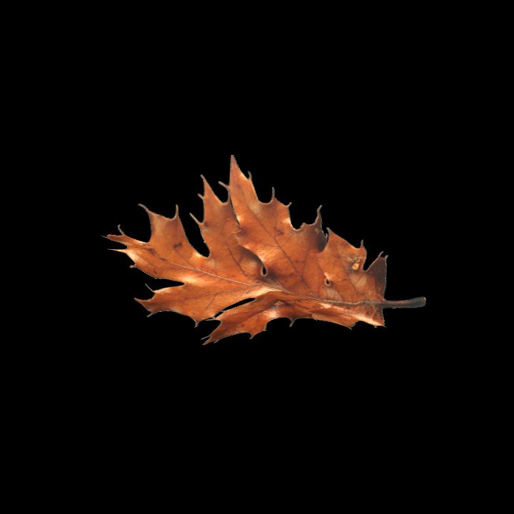 Nature, Leaf, Fall 7