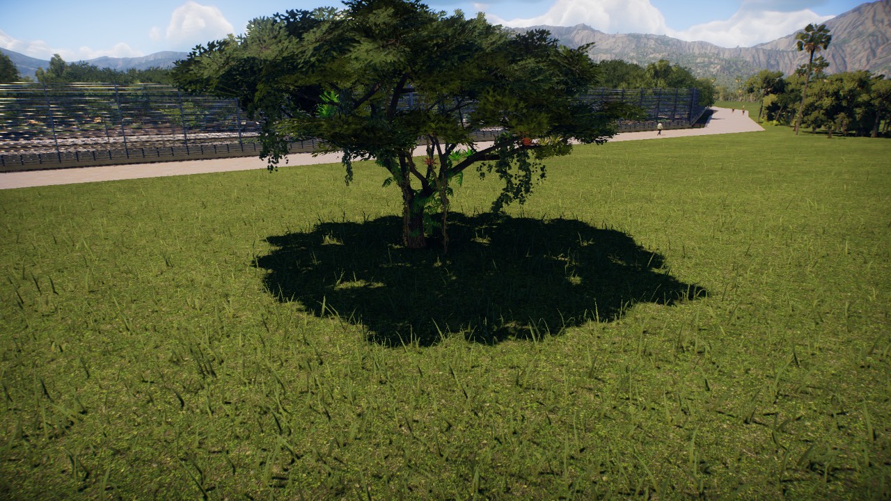 Fully rainforested samanea