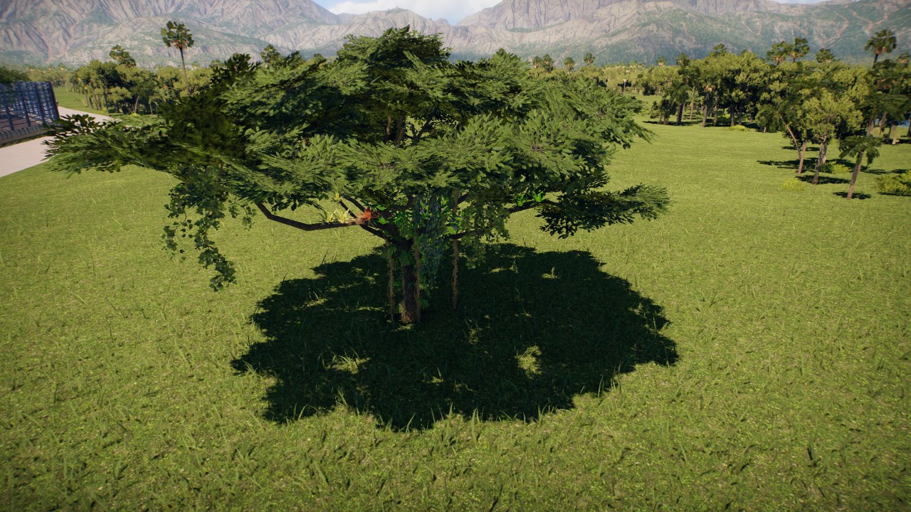 Ridiculously rainforested samanea