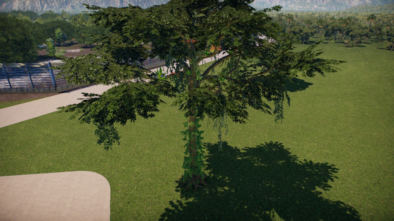 Ridiclously Epiphytic Kapok tree
