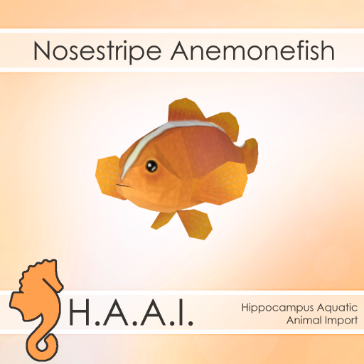 H.A.A.I. - Nosestripe Anemonefish