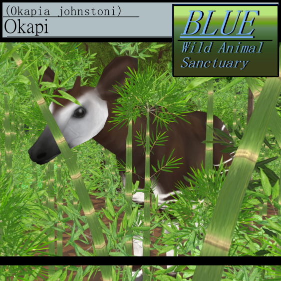 BLUE - Okapi