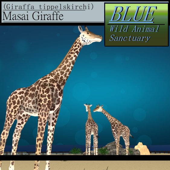 BLUE - Masai Giraffe