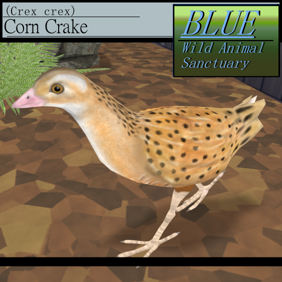 BLUE - Corn Crake