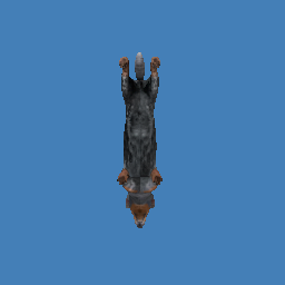 Bouncy dog
