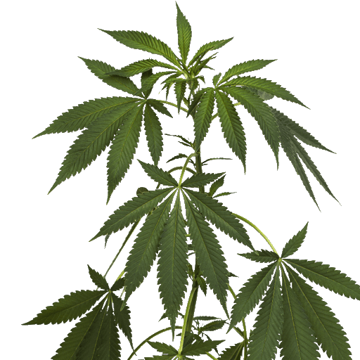 Marihuana Clone