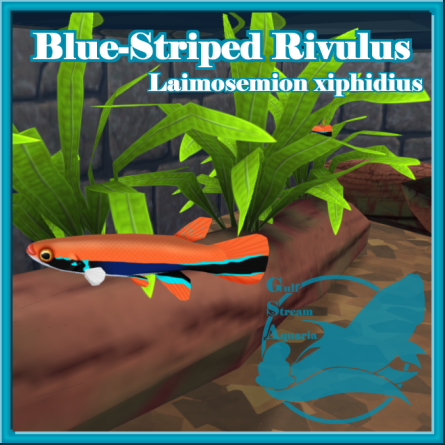 Gulf Stream Aquaria - Blue-Striped Rivulus