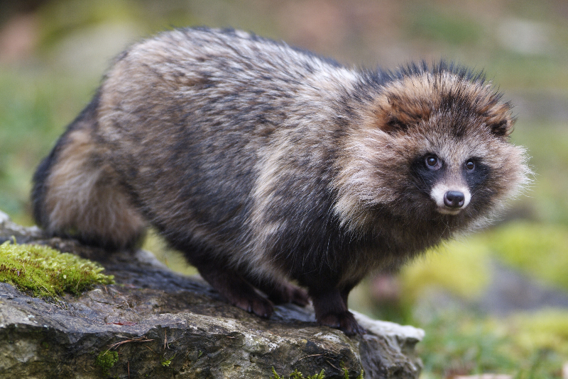Tanuki