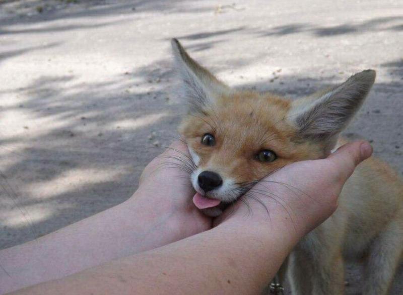 fox