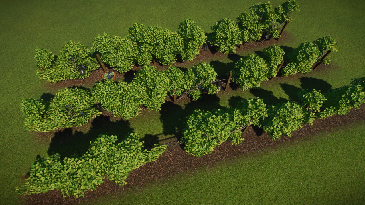 Scenic Coverage 02 - Vineyard / Italy / France / Wine / Grape