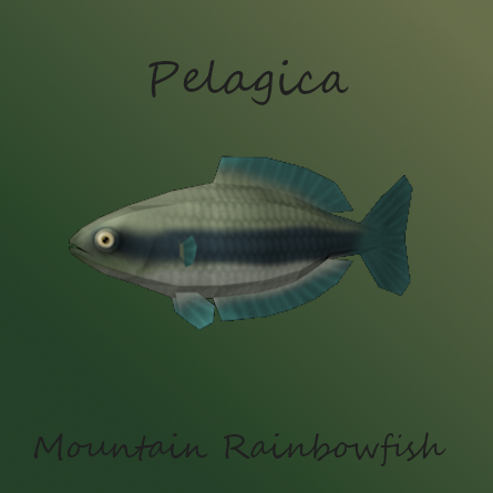Pelagica - Mountain Rainbowfish