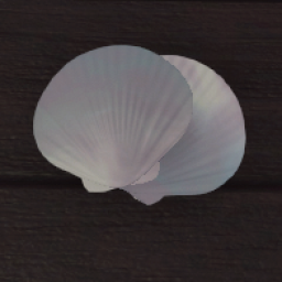  Seashell Double - Pearl
