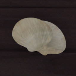  Seashell Double - Natural