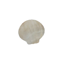 Natural Seashell Wall Decor