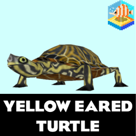 Yellow Eared Slider