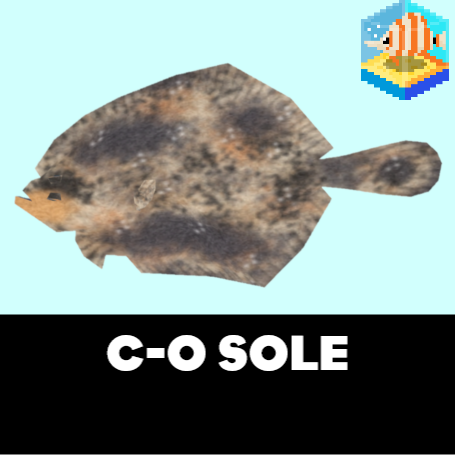 C-O Sole