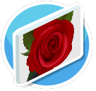 Rose 1