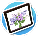 Lilac 2