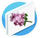 Lilac 1