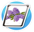 Lilac 3