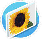 Sunflower 1