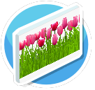 Tulip 1