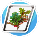 Oak leaves