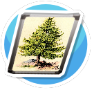Pine