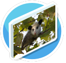 Possum