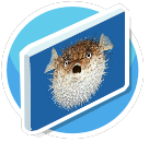 Puffer fish