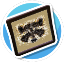 Raccoon