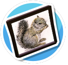 Squirrel