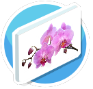 Orchid 1